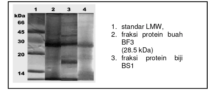 Gambar 10. Hasil elektroforeis SDS-PAGE dari fraksi protein buah,                     