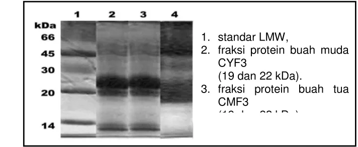 Gambar 11. Hasil elektroforeis SDS-PAGE dari fraksi protein buah muda,                     