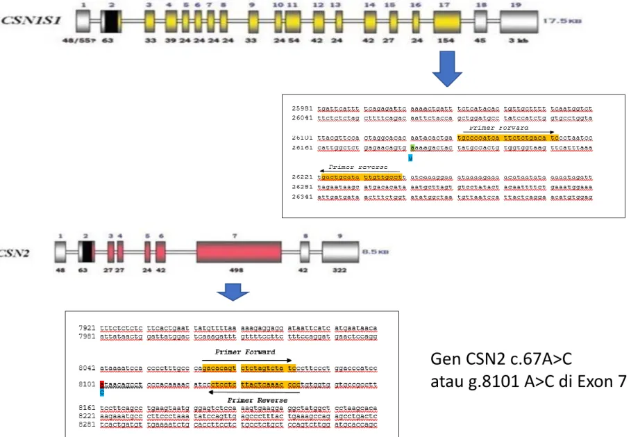 Ilustrasi posisi SNP pada Gen CSN1S1 dan CSN2 