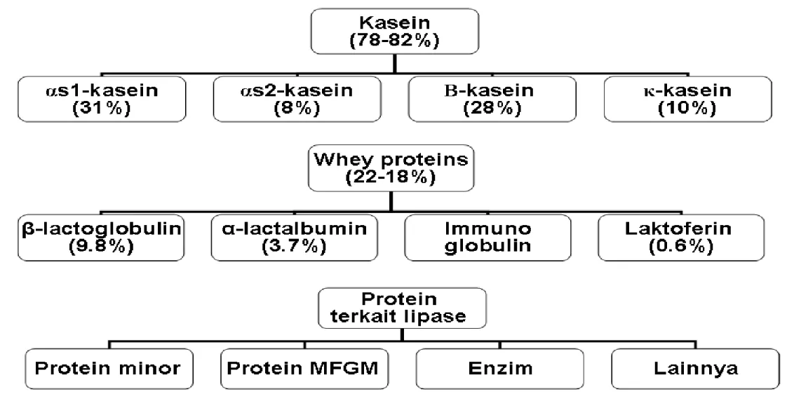Gambar 1.  Tipe utama protein susu sapi perah Farrel et. al. (2004)
