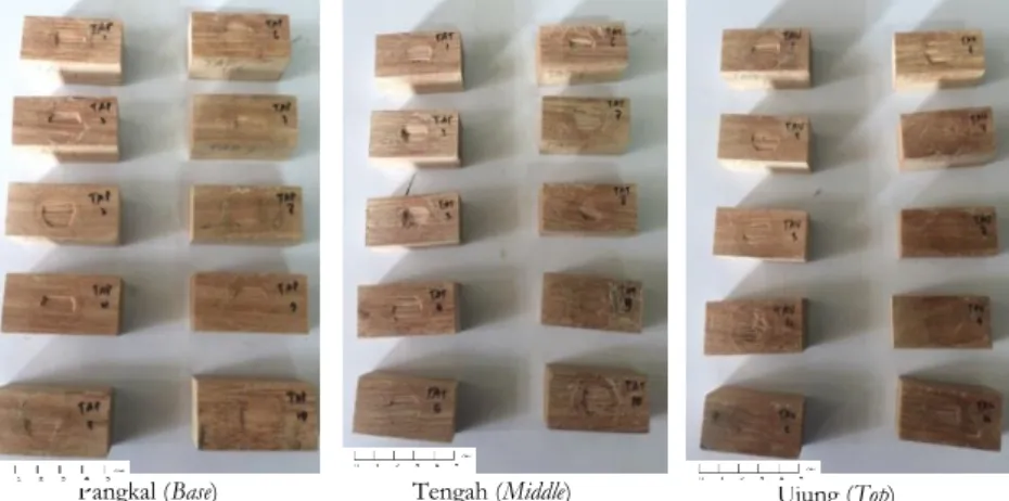 Gambar 4. Serangan rayap kayu kering pada kayu balam (kontrol)  Figure 4. Dry-wood termite  attack on balam wood   
