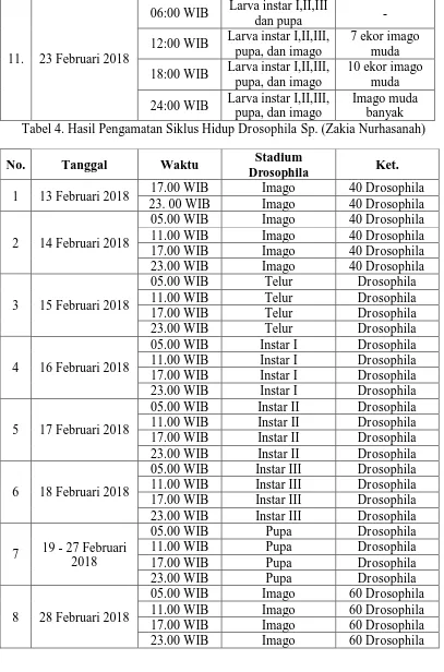 Tabel 5. Hasil Pengamatan Siklus Hidup Drosophila Sp. (Resti Wulandari) 