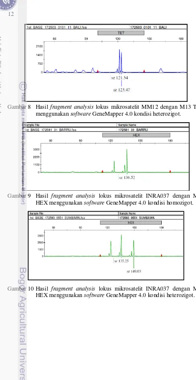 Gambar 8  Hasil fragment analysis lokus mikrosatelit MM12 dengan M13 TET 