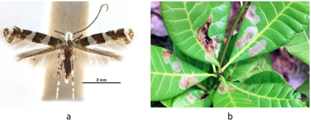Gambar 5 Imago pengorok daun Acrocercops sp. dan Gejala serangan  pengorok daun A. syngramma (Sumber: a