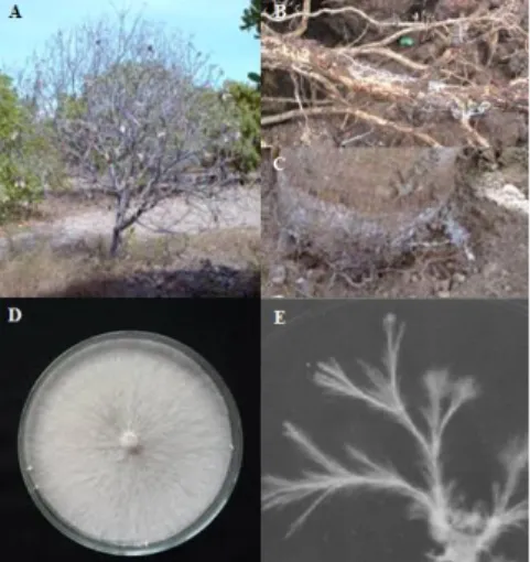 Gambar 11 A) Gejala pada pohon daun  mengering dan gugur, B) gejala pada  akar, C) gejala pada pangkal batang, D-E) morfologi R