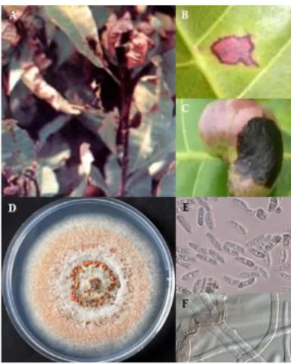 Gambar 12 A) gejala antraknosa pada pucuk, B) gejala pada daun, C) gejala ada  biji,  D)  morfologi  cendawan  pada  media  agar,  E)  konidia  C