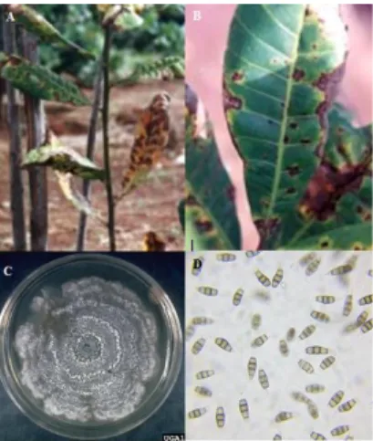 Gambar 15 A-B) gejala pada daun C) morfologi Pestalotia sp. pada media agar  D) konidia Pestalotia sp