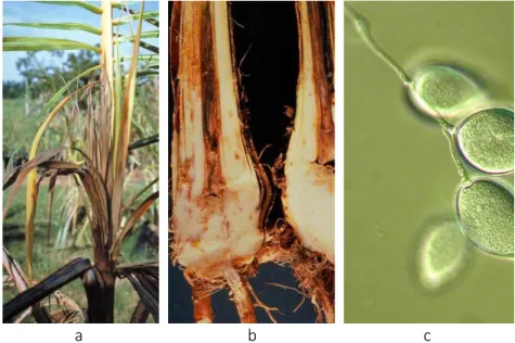 Gambar 14  Gejala penyakit busuk pucuk kelapa (a), busuk pada jaringan batang  yang dibelah (b), dan sporangium dari Phytophthora palmivora (c) 