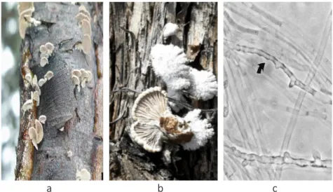 Gambar  16    Koloni  jamur  grigit  pada  batang  (a),  tubuh  buah  dan  penampang  bawah  tudung  jamur  grigit  (b),  dan  miselium  Schizophyllum  commune (c) 