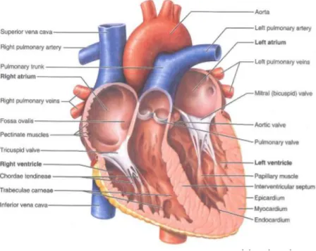 Gambar 2. 1 Anatomi  Jantung