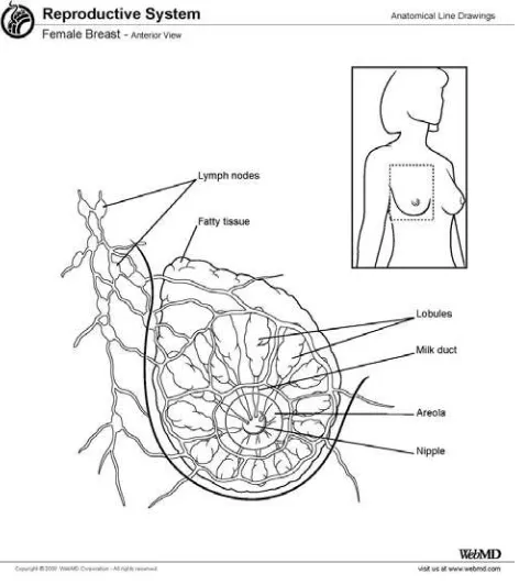 Gambar 2.1 Anatomi Payudara Perempuan 
