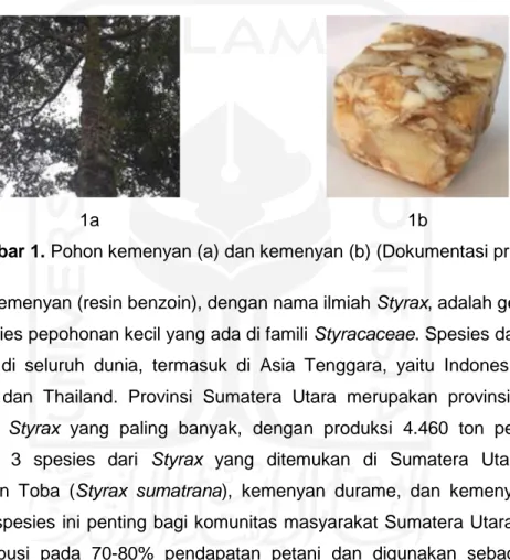 Gambar 1. Pohon kemenyan (a) dan kemenyan (b) (Dokumentasi primer)  Kemenyan (resin benzoin), dengan nama ilmiah Styrax, adalah genus dari  130 spesies pepohonan kecil yang ada di famili Styracaceae