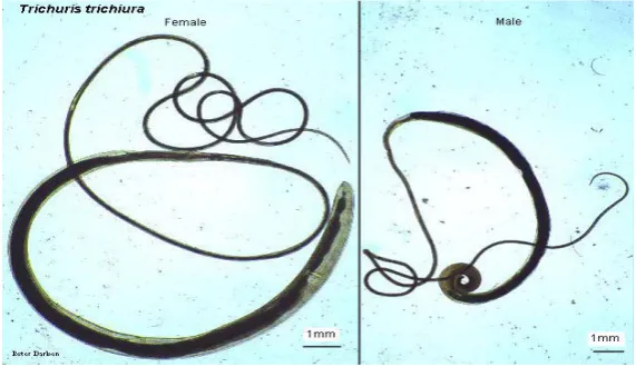 Gambar 1. Cacing T trichiura dewasa (Kiri : betina, Kanan : jantan) 