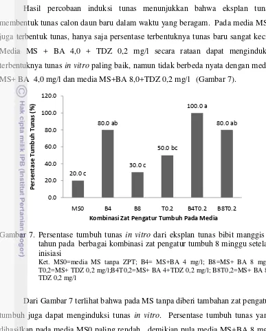 Gambar 7. Persentase tumbuh tunas in vitro dari eksplan tunas bibit manggis 4 