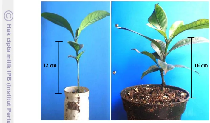 Gambar 12. Tanaman hasil sambung mikro 6 bulan setelah sambungan (kiri) dan 