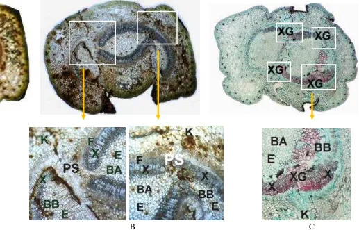 Gambar 14. Anatomi daerah sambungan sambung mikro antara tunas-tunas usia muda, pada umur 2 minggu (A), setelah 10 minggu (B), 