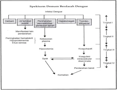 Gambar 2.5. Bagan Spektrum Demam Berdarah Dengue (WHO, 2005) 