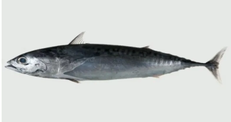 Gambar 1. Ikan tongkol lisong (Auxis rochei) 