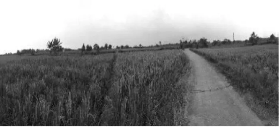 Gambar 2. Lahan Pertanian Padi 