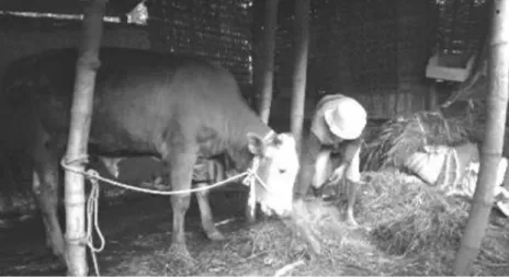 Gambar 8. Peternak Sapi 