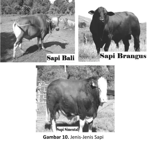 Gambar 10. Jenis-Jenis Sapi 