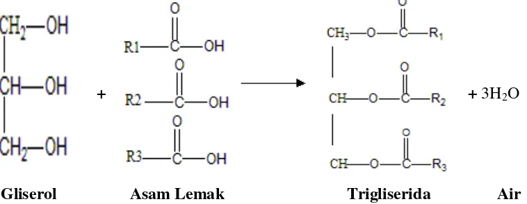 Gambar  :2.1. Reaksi pembentukan terigliserida dari gliserol dan asam  lemak. 