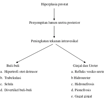 Gambar 2.3. Bagan pengaruh hiperplasia prostat pada saluran kemih 