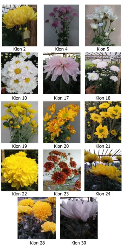 Gambar 2. Keragaan bunga klon-klon krisan yang mekar optimal di dataran rendah di Cianjur