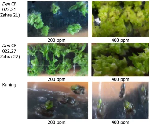 Gambar 4. Plb anggrek Dendrobium spp setelah perendaman dengan kolkhisin 200 ppm dan 400ppm selama 5 hari