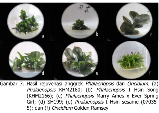 Gambar 7. Hasil rejuvenasi anggrek Phalaenopsis dan Oncidium . (a) Phalaenopsis KHM2180; (b) Phalaenopsis I Hsin Song (KHM2166); (c) Phalaenopsis Marry Ames x Ever Spring Girl; (d) SH199; (e) Phalaenopsis I Hsin sesame  (07035-5); dan (f) Oncidium Golden R