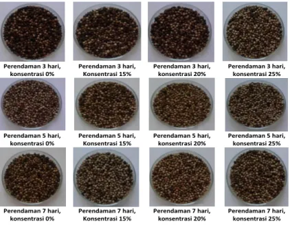 Gambar 4. Penampakan visual lada putih hasil fermentasi 