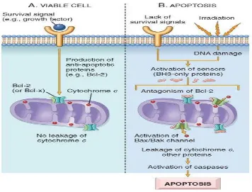 Gambar 3.  Apoptosis jalur Intrinsik (mitokondria) 