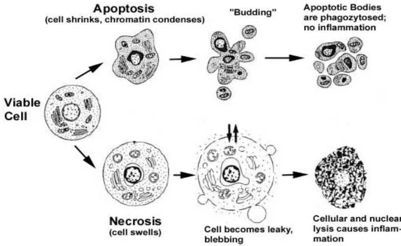 Gambar 1.  Perbandingan proses kematian sel apoptosis dan nekrosis. 