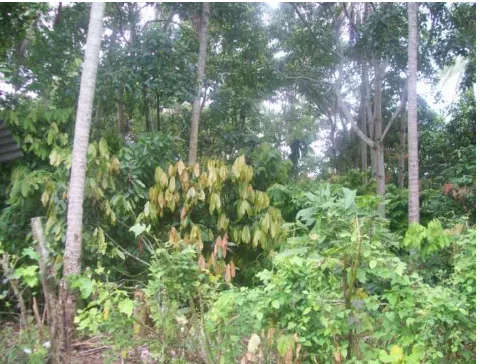 Gambar 3. Kemiri dengan pola agroforestry dengan tanaman tahunan 