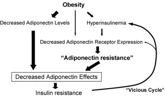 Gambar 5. Obesitas, resistensi adiponektin, dan resistensi insulin.  