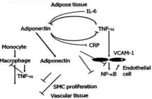 Gambar 6. Peran adiponektin pada kaskade inflamasi (24) 