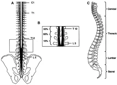 Gambar 2.1-1 Tulang belakang dari samping dan belakang22 