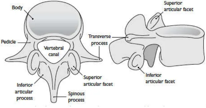 Gambar 2.1-3.  Tulang belakang dilihat dari superior dan lateral 27 