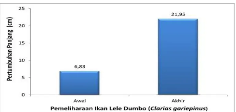 Gambar  2.  Diagram  Pertumbuhan  panjang  rata-rata  (cm)  Ikan  Lele  Dumbo  yang  dibudidaya  di  Ember selama 2 bulan