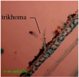 Gambar 3.1 Trikhoma pada permukaan pelepah daun varietas Inpari13 berdasarkan irisan membujur (perbesaran 200x) 