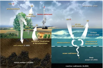 Gambar 1. Siklus Karbon di Alam