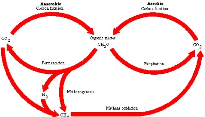 Gambar 2. Siklus Karbon dalam Mikroorganisme