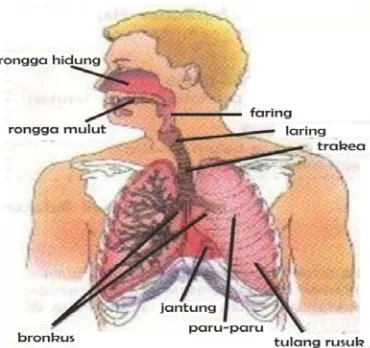 Gambar 2.1 Anatomi  Sistem Pernafasan Manusia 