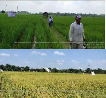 Gambar 4. Keragaan tanaman padi gogo pada fase vegetative   dan generative 