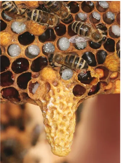 Fig. P.1 Bee  colonies  raise  only  a  few  queens  each  year. The new queens develop in these specially constructed, thimble-shaped queen cells