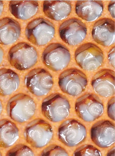 Fig. P.2 Bee larvae live in paradise. They float on a nourish-ing jelly produced by nurse bees