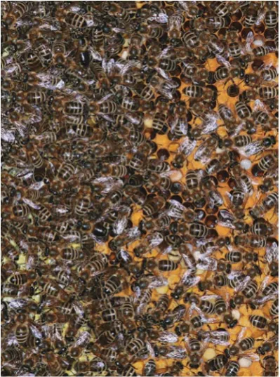 Fig. P.3 The  microclimate  of  the  brood  nest  is  precisely controlled by adult bees