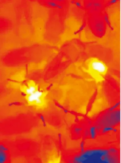 Fig. P.4 Heater bees keep the pupae at a body tempera-ture  that,  in  ideal  situations,  does  not  vary  from  that  of mammals by more than 1°C