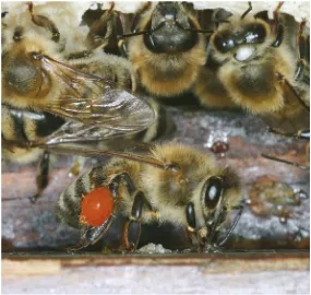 Fig. 3.11  A few bees task of gathering resin from plants, and then transport-ing this propolis back to the hive on specialize in the  their hind legs