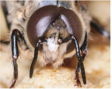 Fig. 4.1  Honeybees possess two large compound eyes, and three small ocelli. Each compound eye produces an image that is constructed from a rough array of dots of different colors and intensity. The eyes of drones (the drone shown here has only just emerged from the pupal case) are larger than those of workers and queens